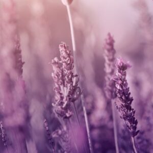 Natural Body Care Gift Set “Enchanting Lavender”